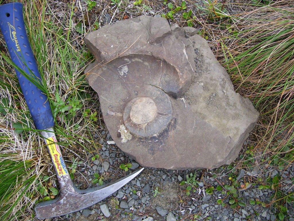 A fossil with a rock hammer next to it
