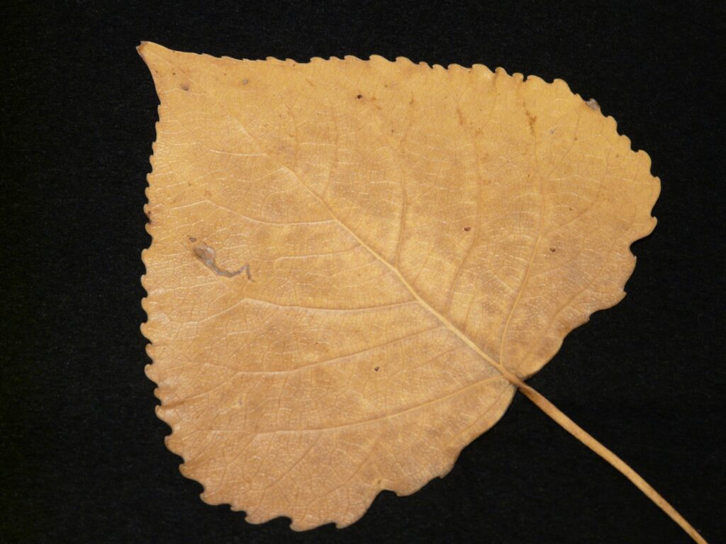 A tan leaf resting on a fabric surface
